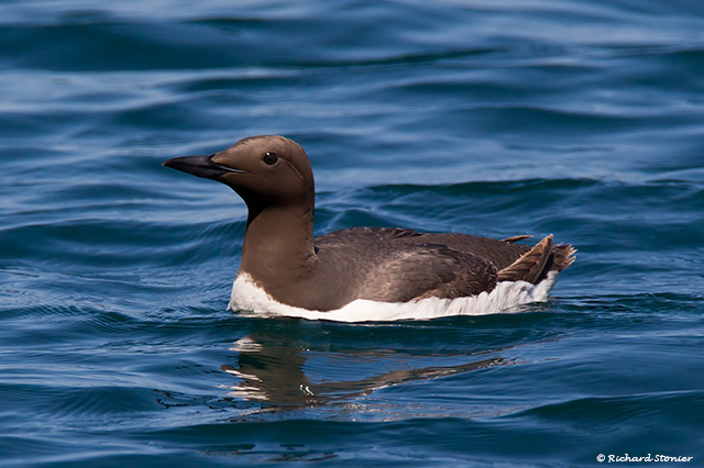 Guillemot