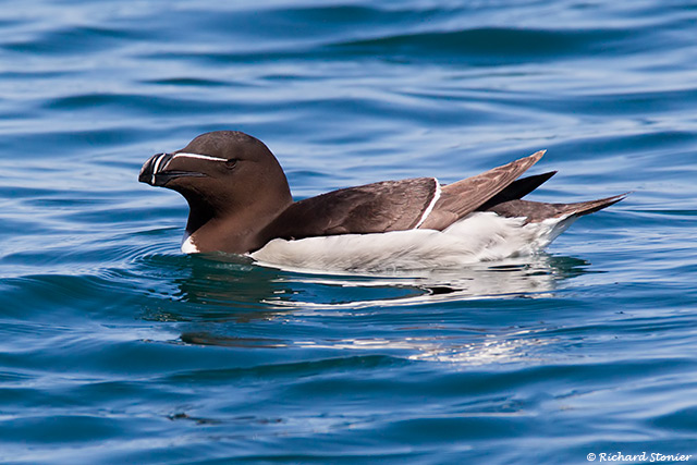 Razorbill