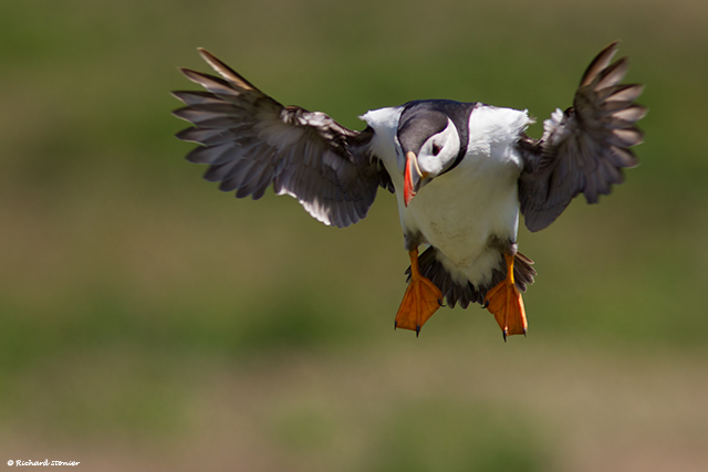Puffin
