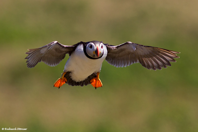Puffin