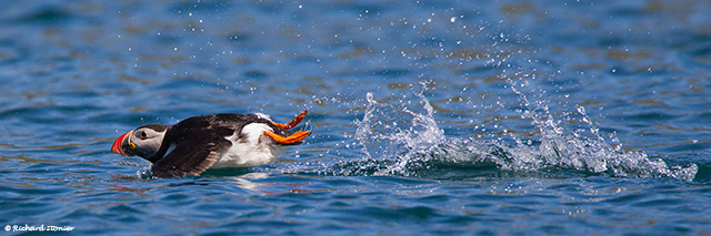 Puffin
