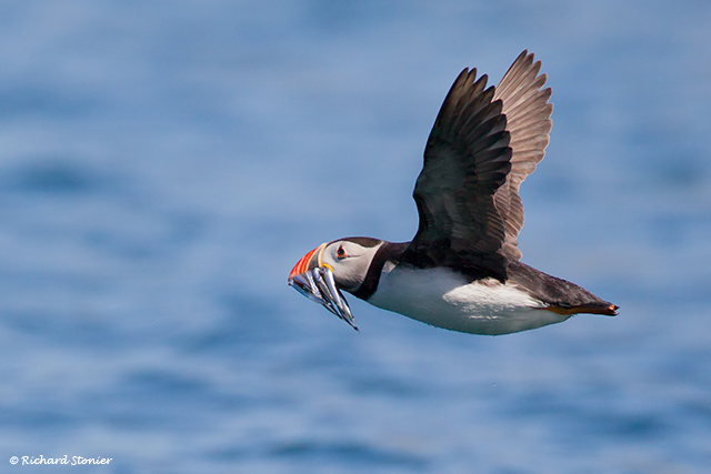 Puffin