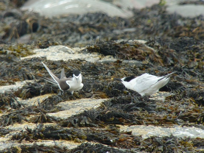 Bridled Tern