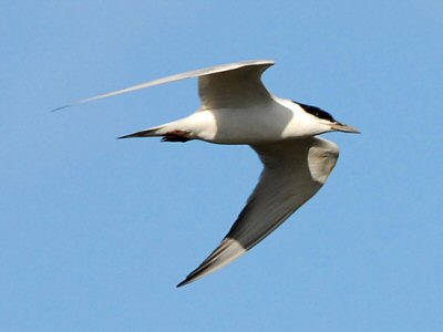Gull-billed Tern