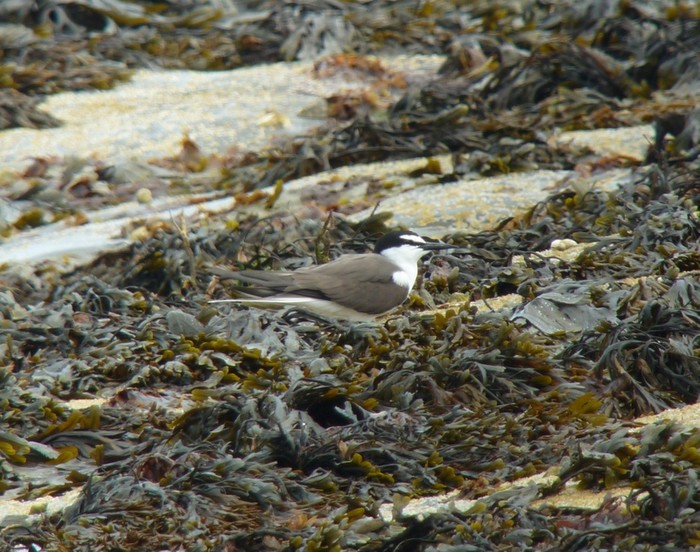 Bridled Tern