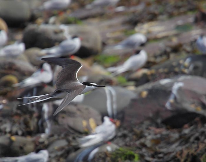 Bridled Tern