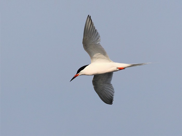 Roseate Tern