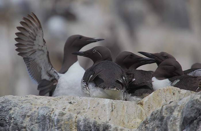 Guillemot