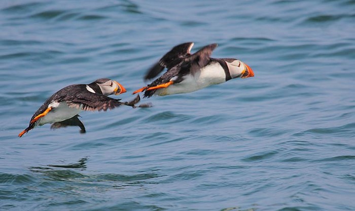 Puffin