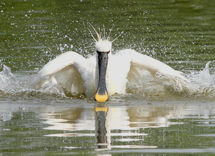 Spoonbill