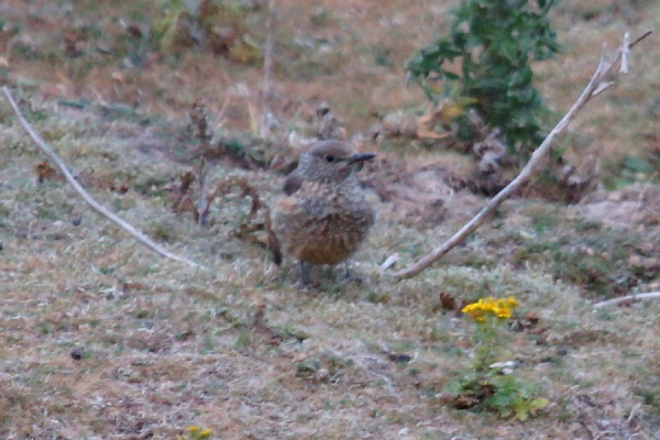 Rock Thrush