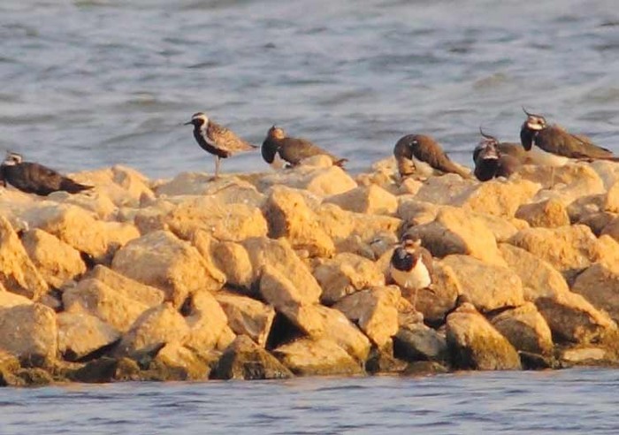 Pacific Golden Plover
