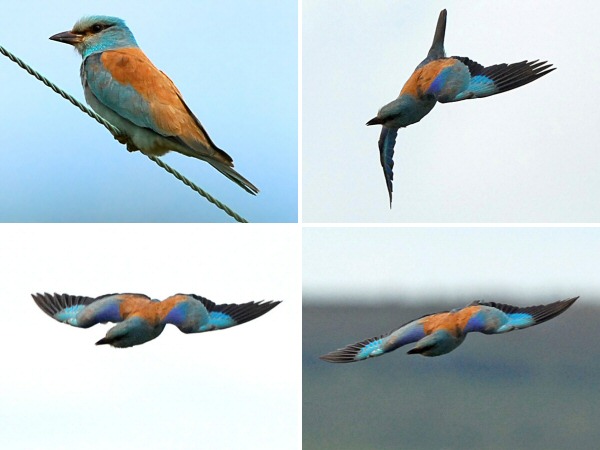 Roller