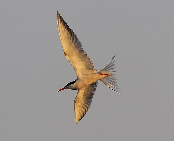 Common Tern