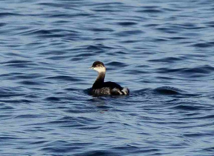 Black-necked Grebe