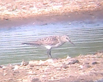 White-rumped Sandpiper
