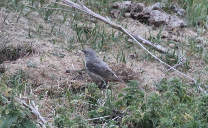 Rock Thrush