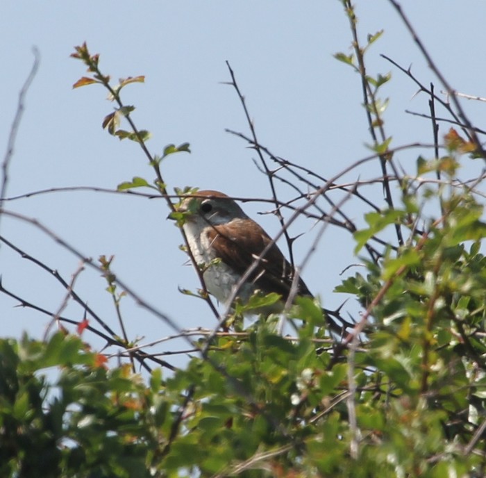 Red-backed Shrike