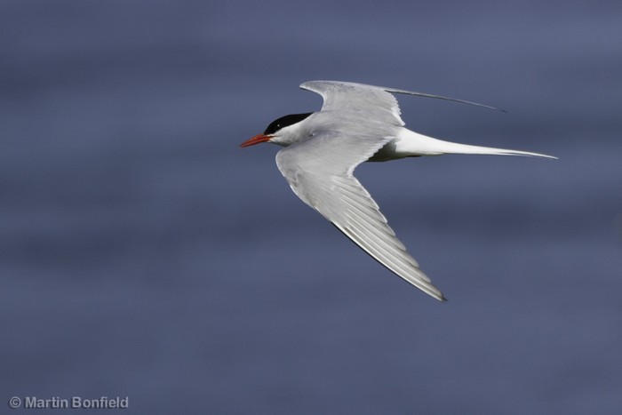 Arctic Tern