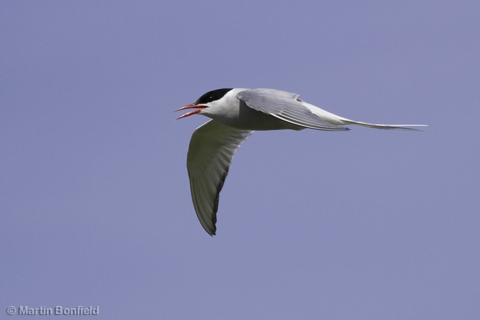 Arctic Tern