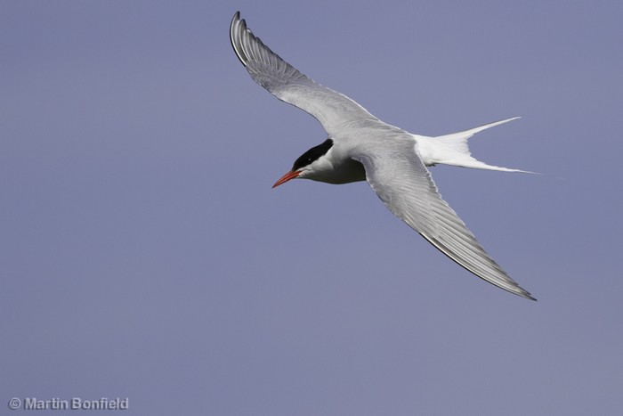 Arctic Tern