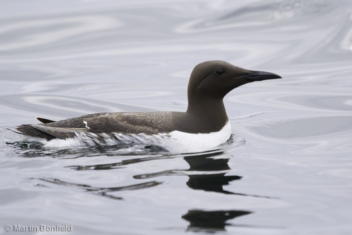 Guillemot