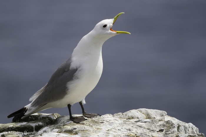 Kittiwake