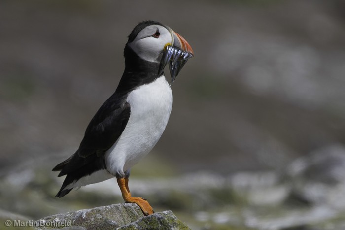 Puffin