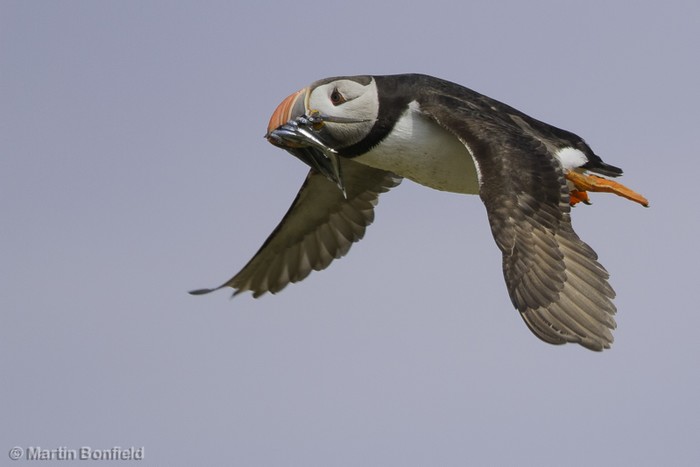 Puffin