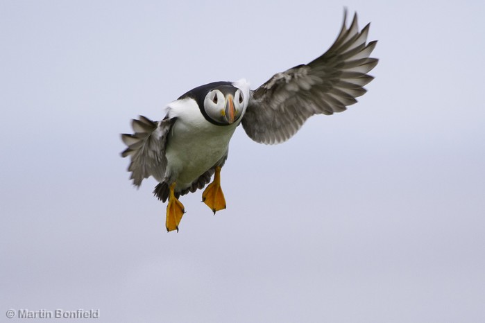 Puffin