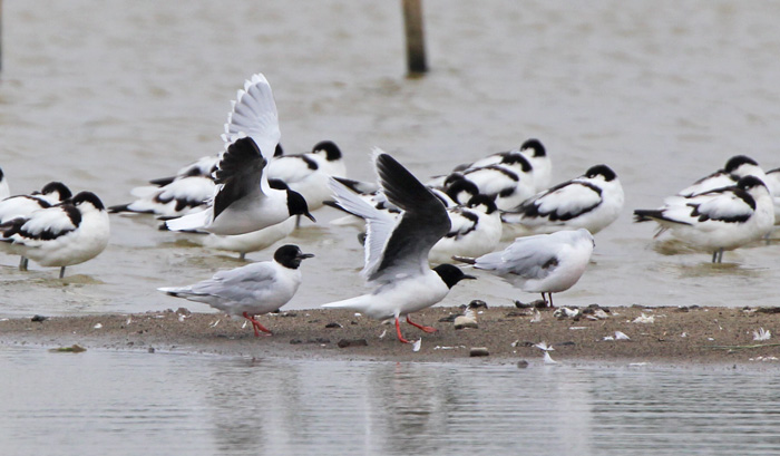 Little Gull