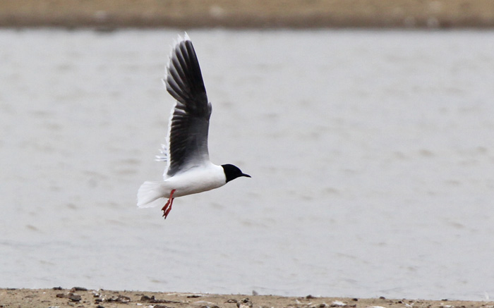 Little Gull
