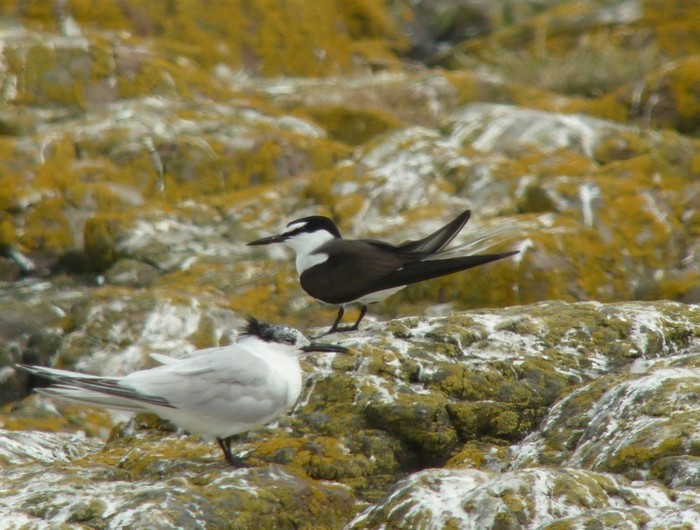 Bridled Tern