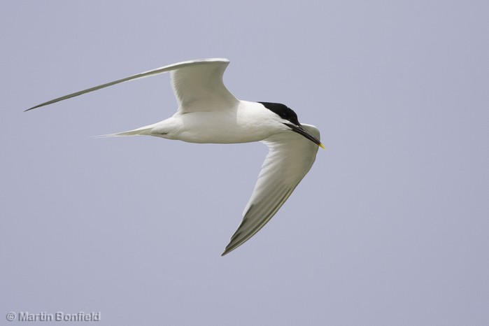 Sandwich Tern