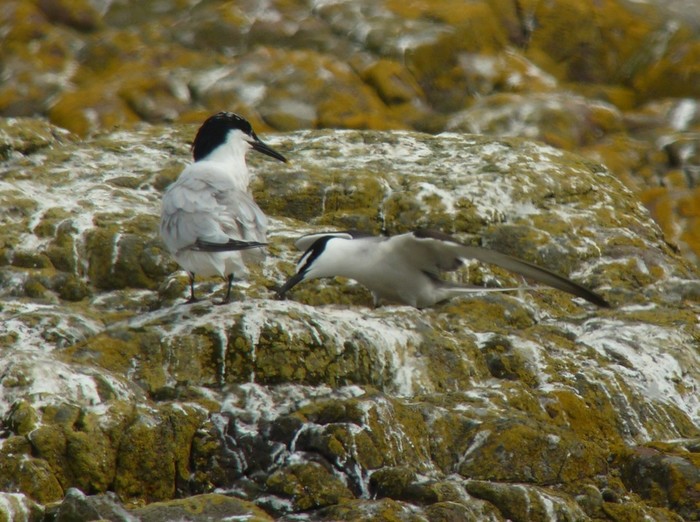 Bridled Tern