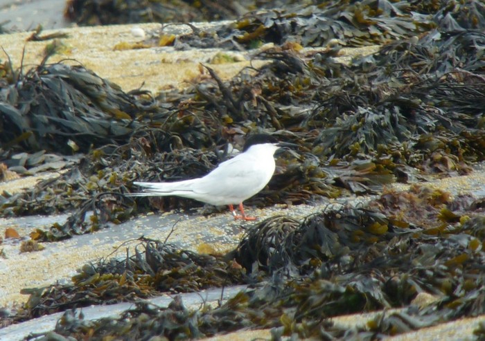 Roseate Tern