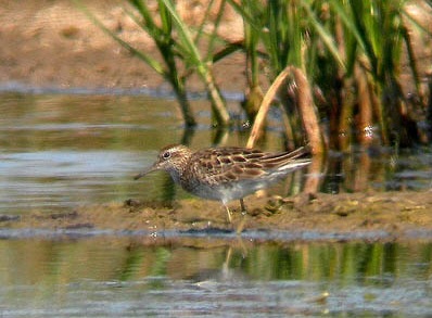 Sharp-tailed Sandpiper