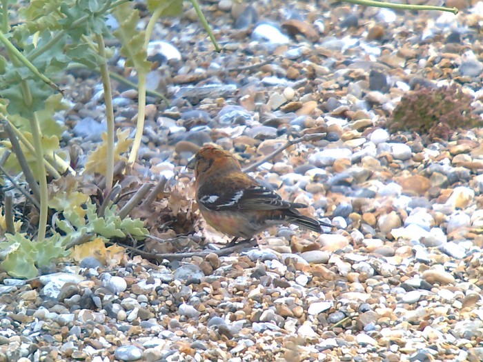 Two-barred Crossbill