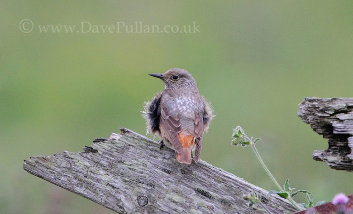 Rock Thrush