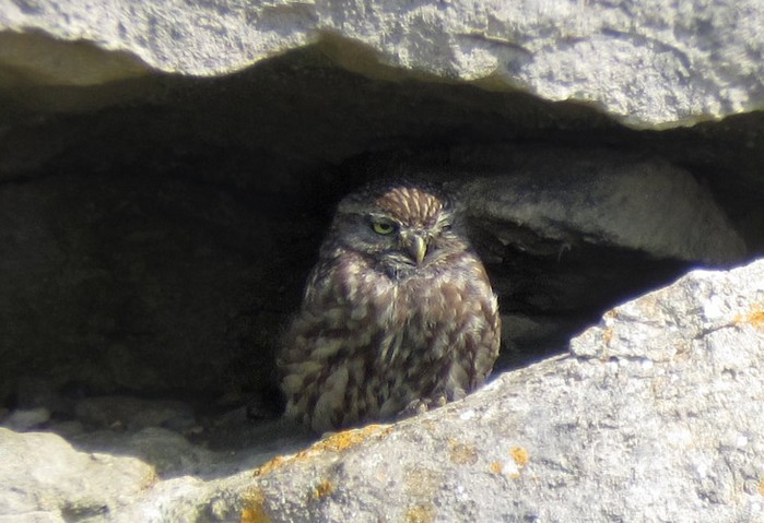 Little Owl