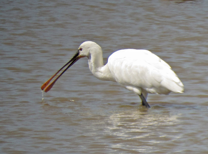 Spoonbill