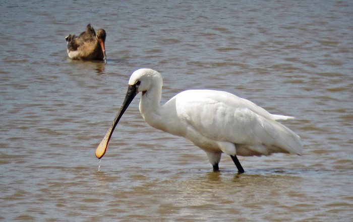Spoonbill