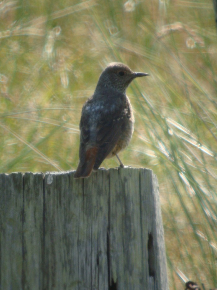 Rock Thrush
