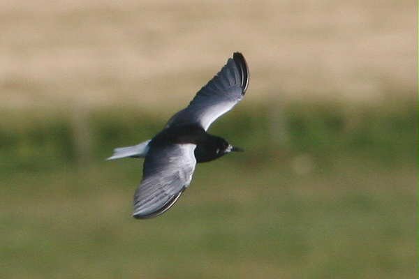 White-winged Black Tern