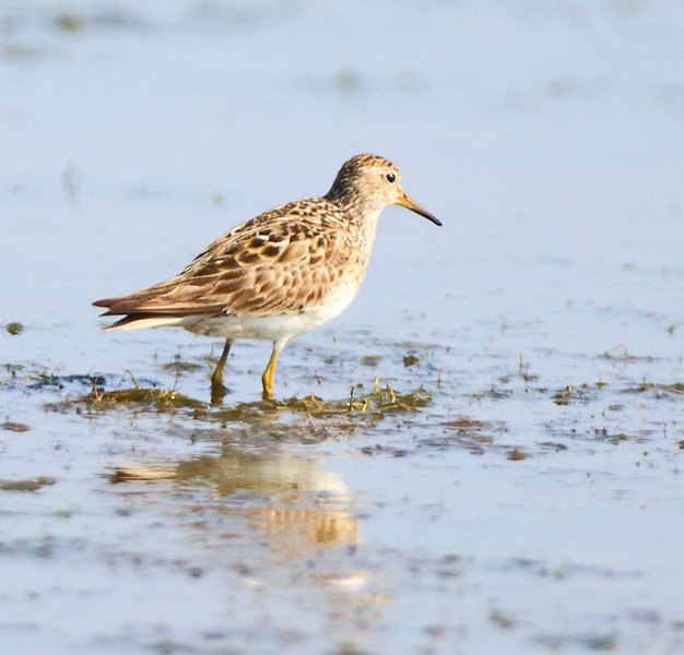 Pectoral Sandpiper