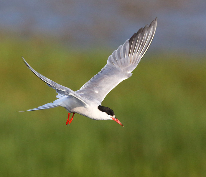 Common Tern