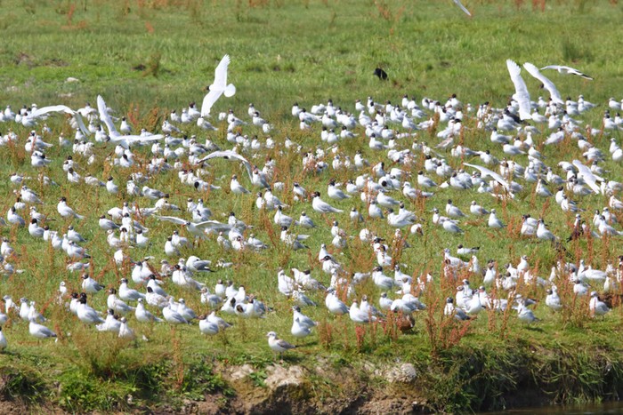 Mediterranean Gull