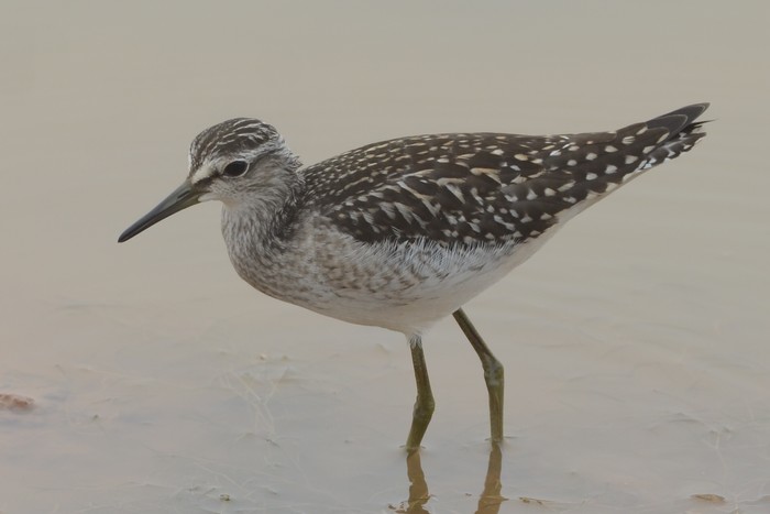 Wood Sandpiper