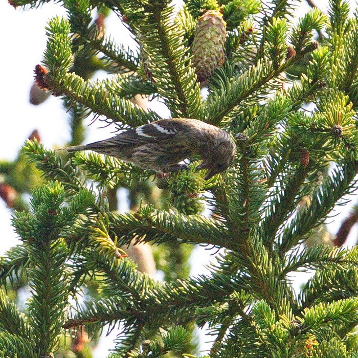 Two-barred Crossbill
