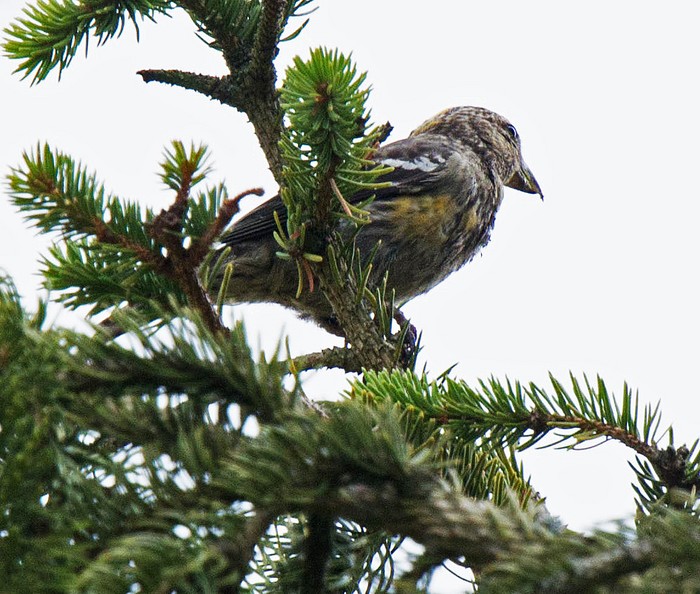 Two-barred Crossbill